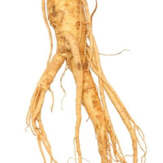 Fresh Ginseng Root